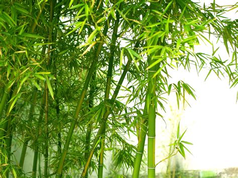 Bamboo Tree Wallpapers Hd Free Wallpaper