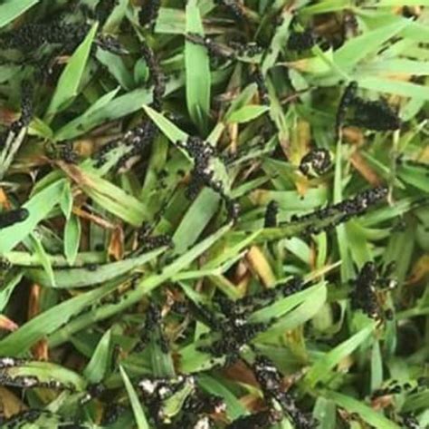 Guide To The 10 Most Common Lawn Diseases Myhometurf