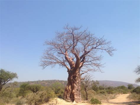 baobab tree fraaifontein farm limpopo south africa baobab tree south africa country roads