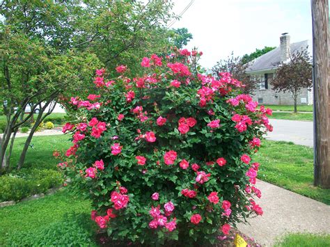 Pin By Elaine Matthes On Gardens I Like Rose Bush Knockout Roses