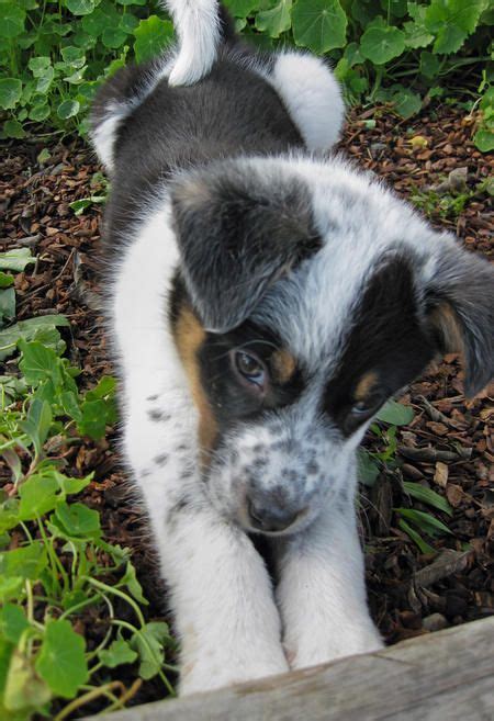 Lancaster puppies has your border collie for sale. Had a Border Collie/Aussie Shepherd mix who looked similar ...