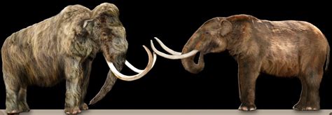 Lack Of Water Likely Caused Extinction Of Isolated Alaska Mammoths