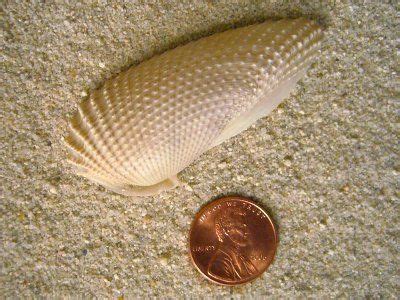 Pholadidae, known as piddocks or angelwings, are a family of bivalve molluscs similar to a clam. Cyrtopleura costata or the Angel Wing clam is a bivalve mollusc in the family Pholadidae. It is ...