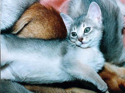 Encyclopedia Of Cats Breed Blue Abyssinian Cat