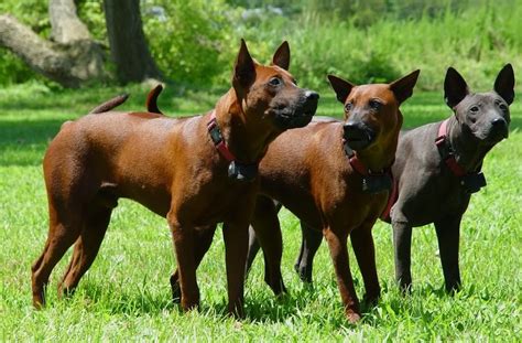 Phu Quoc Ridgeback Dog Dog Breed Standards
