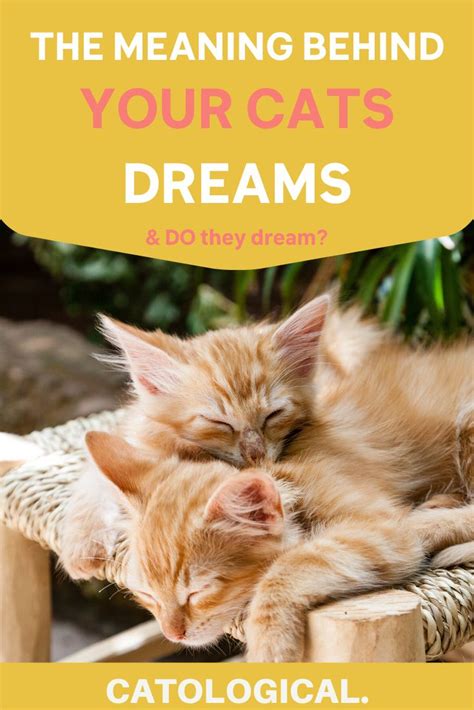 Do Cats Dream Can They Have Nightmares Cats Cat Facts Cat Care