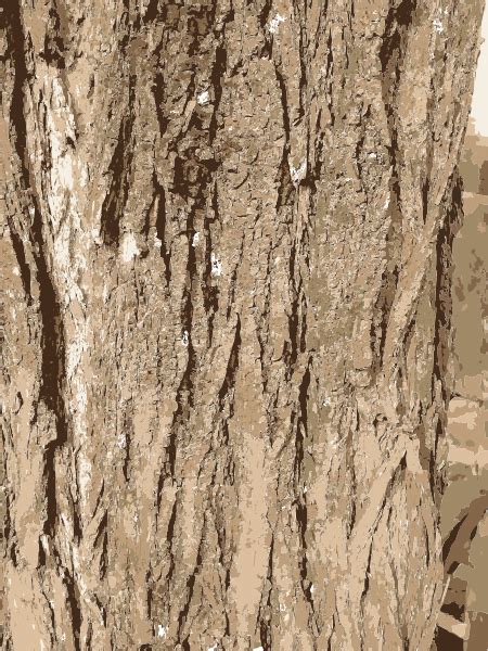 Tree Bark Texture Clip Art At Vector Clip Art Online