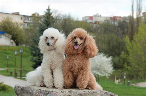 Male Vs Female Toy Poodle Temperament Wow Blog