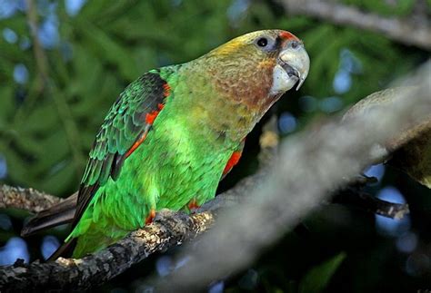 A new species of baby parrot. Cape Parrot Facts, Pet Care, Behavior, Housing, Diet, Pictures