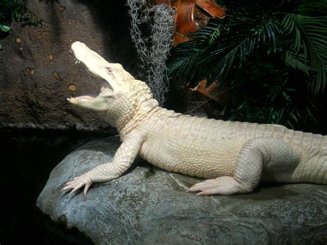 Albino Alligator Yawning At The Georgia Aquarium Pics