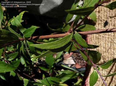 Plant Identification Closed Closed Name Of Vine Wserrated Leaves