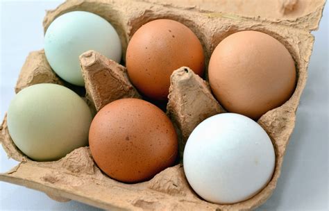 Egg Cartons Might Pack A Surprise Soon Ufifas Extension Sarasota County