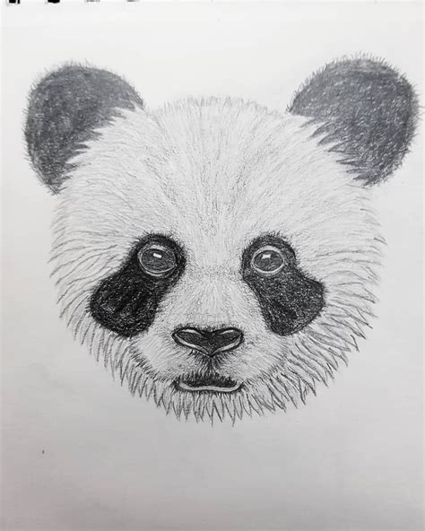 My First Pencil Drawings Pencil Drawing Draw Panda Bear Шаблоны