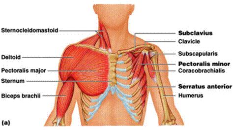 Upper arm muscles will be discussed in a later section since they primarily promote forearm movement. Muscles Involved - Fly-fishing