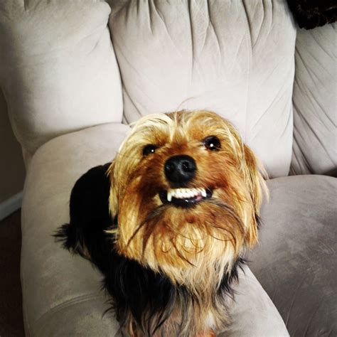 12 Ways Your Yorkies Demonstrate Just How Much They Care About You