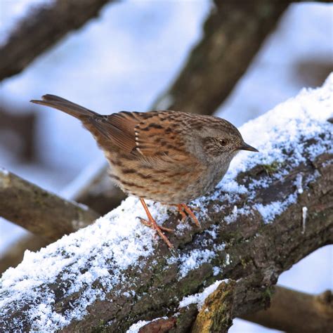 Trogtrogblog Bird Of The Week Dunnock