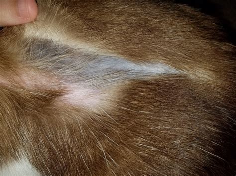 My Cat Is About 9 Years Old And Developed A Strip Of Missing Fur Along