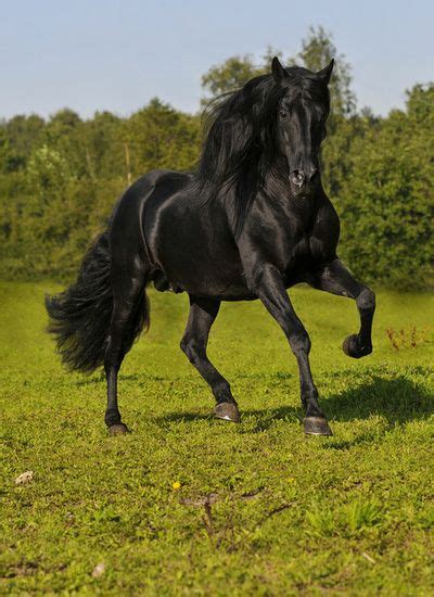 Black Beauty Most Beautiful Horses Beautiful Horses Horses