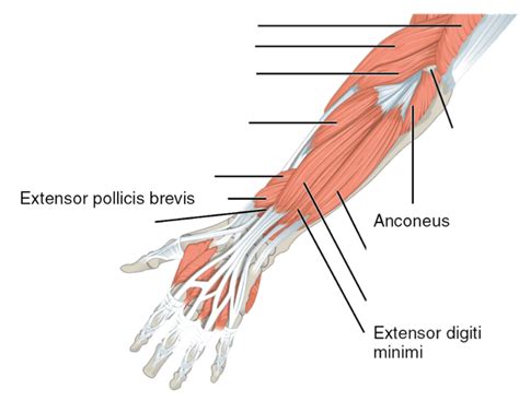 Arm Muscles Diagram Unlabeled Arm Muscle Diagram Labeled Learn All