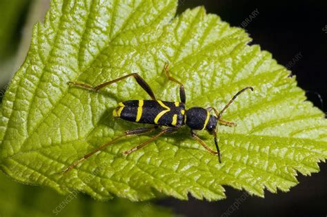 Wasp Beetle Stock Image C0018530 Science Photo Library