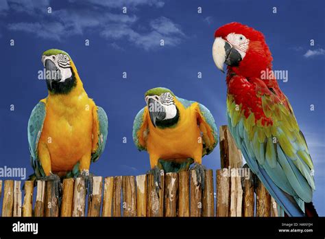 Ara True Parrots Psittacidae Stock Photo Alamy