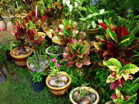 Pohon bidara di indonesia dikenal dengan berbagai nama dan jenis. Gaya Terbaru 24+ Bunga Dalam Pasu Pokok Hiasan