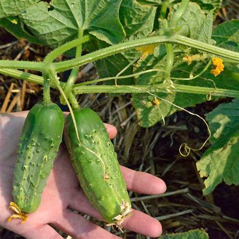 Boston Pickling Heirloom Cucumber Seeds Terroir Seeds