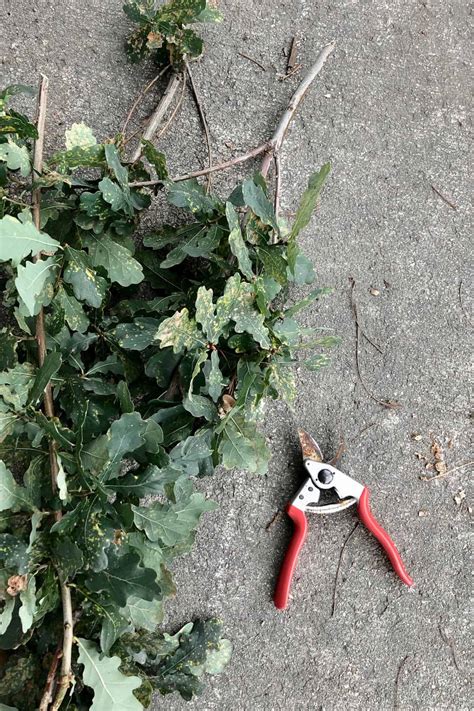 When To Trim Oak Trees Seasonal Considerations And Tips For Oak Tree Pruning