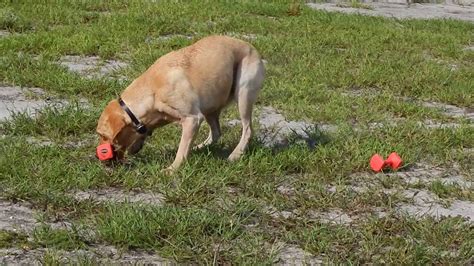 How To Use E Collar Obedience Trained Retrieves Fast Off Leash Recalls