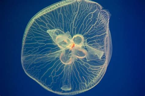 Moon Jellyfish Care Guide Everything To Know Exotic Pets