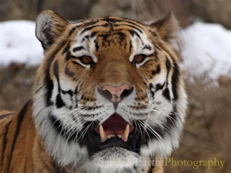 Siberian Tiger Critically Endangered Species At Vilas Park Zoo