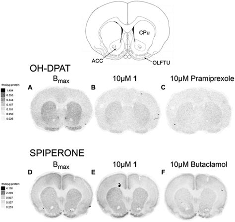 Proteine atlas rat / 1 : Proteine Atlas Rat / Pdf Atlas Of The Postnatal Rat Brain In Stereotaxic Coordinates - Function ...