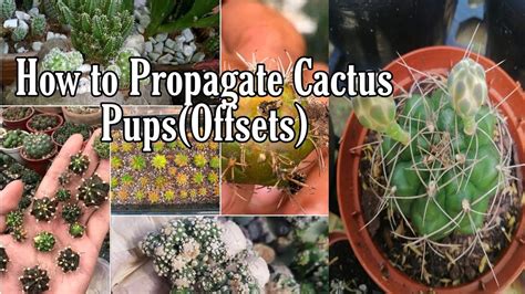 How To Propagate Cactus Pupsoffsetsbest Way To Propagate Baby Cactus