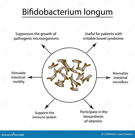 Useful Properties Of Bifidobacteria Bifidobacterium Longum Stock