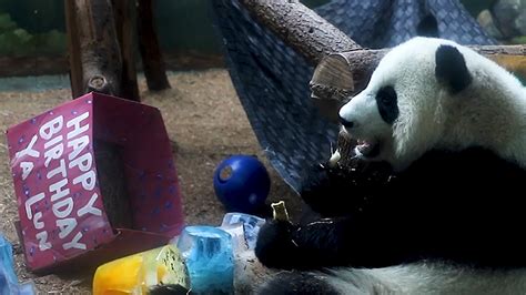 Giant Panda Twins Get Treated Right For 4th Birthday At Atlanta Zoo