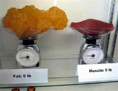 1kg Graisse Vs 1 Kg Muscle | AUTOMASITES