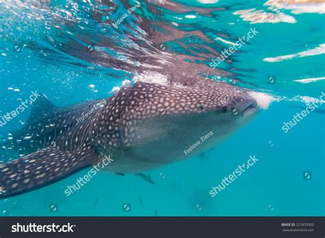 Underwater Shoot Gigantic Whale Sharks Rhincodon Stock Photo 221870503