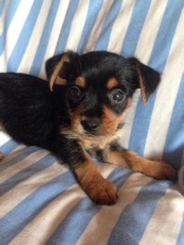 Indiana may surprise vacationing pet owners with its pet hospitality. Yorkie/ chihuahua mix puppies! for Sale in Indianapolis ...