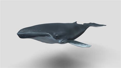 sculpted whale download free 3d model by allie2k [510a366] sketchfab