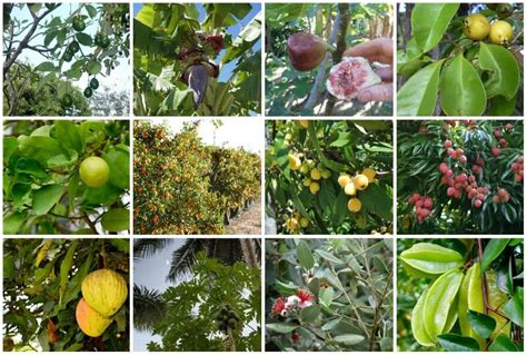 12 Best Fruit Trees To Grow In Florida For A Great Harvest
