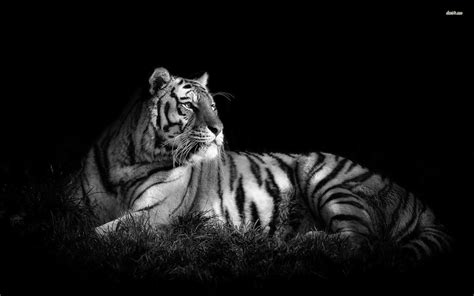 Tiger In Black And White Pc Wallpaper Black And White