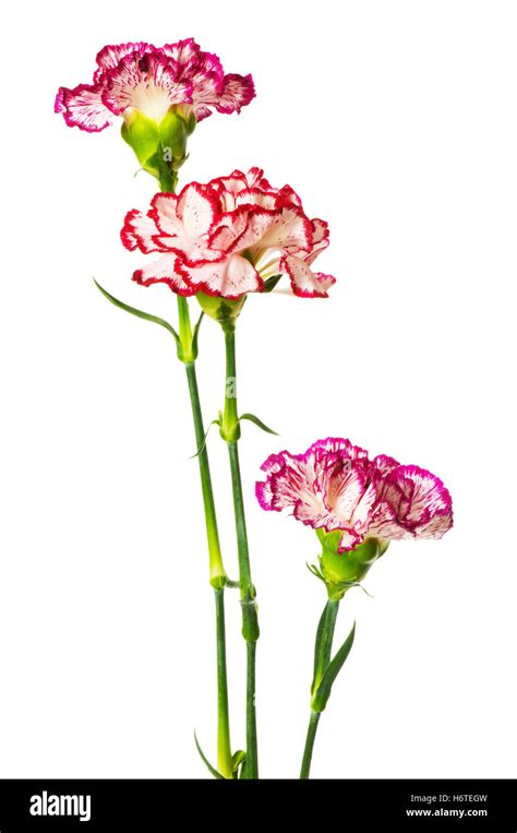 Carnation Leaves Hi Res Stock Photography And Images Alamy