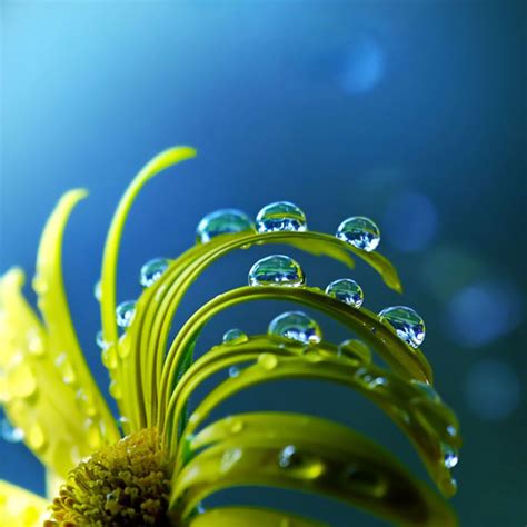 Dew On Flower Amazing Macro Photography Water Drop Photography Learn