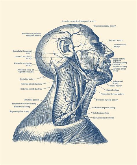 Use sketchfab to publish, share and embed interactive 3d files. Anatomy Of The Jaw And Neck - Anatomy Drawing Diagram