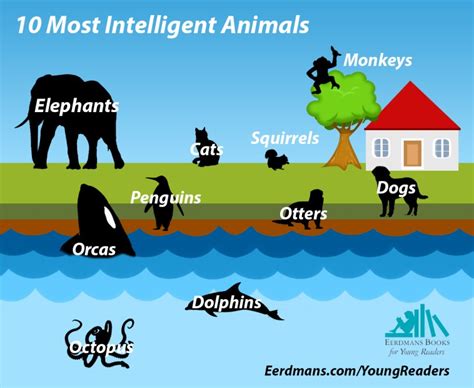 10 Most Intelligent Animals Eerdlings