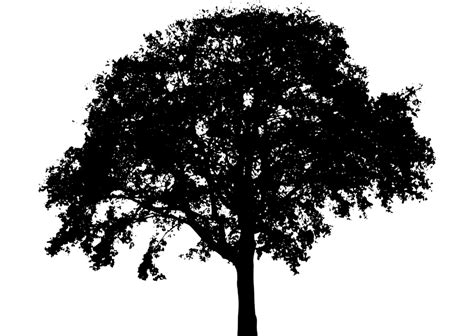 Free Tree Silhouette Download Free Tree Silhouette Png Images Free
