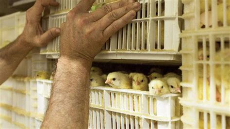 Perdue Sharply Cuts Antibiotic Use In Chickens And Jabs At Its Rivals
