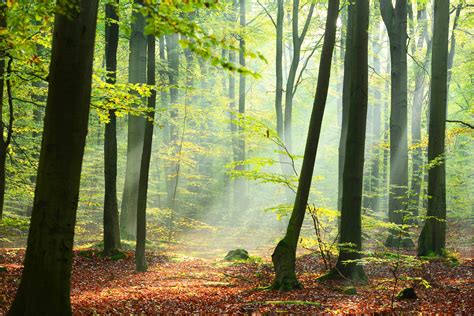 Morning forest - Forest and Trees - Nature - Categories ...
