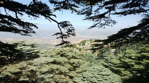 The Mighty Cedars Mt Lebanon Natural Landmarks Favorite Places Nature
