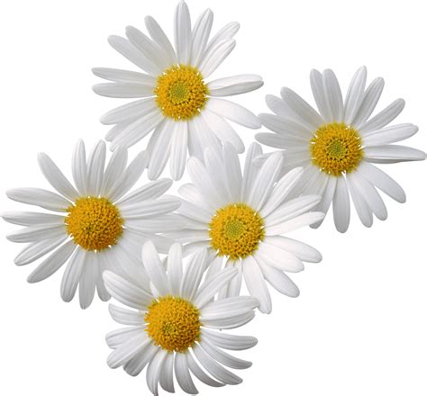 Flowers Daisy White Yellow Transparent Png Stickpng